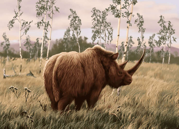 rinoceronte-lanoso-695x500.png