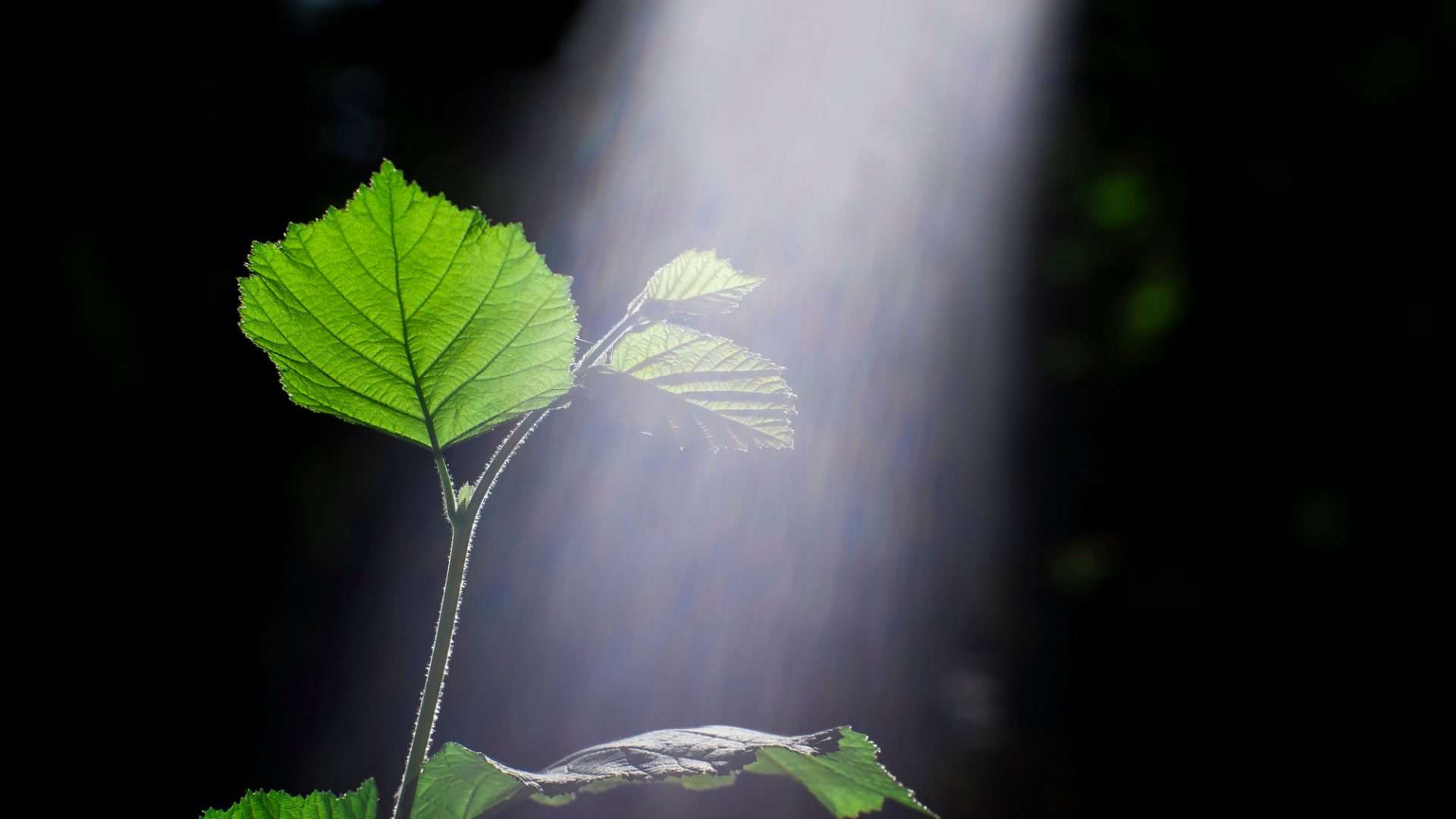 shutterstock_1164365476-1-1920x1080