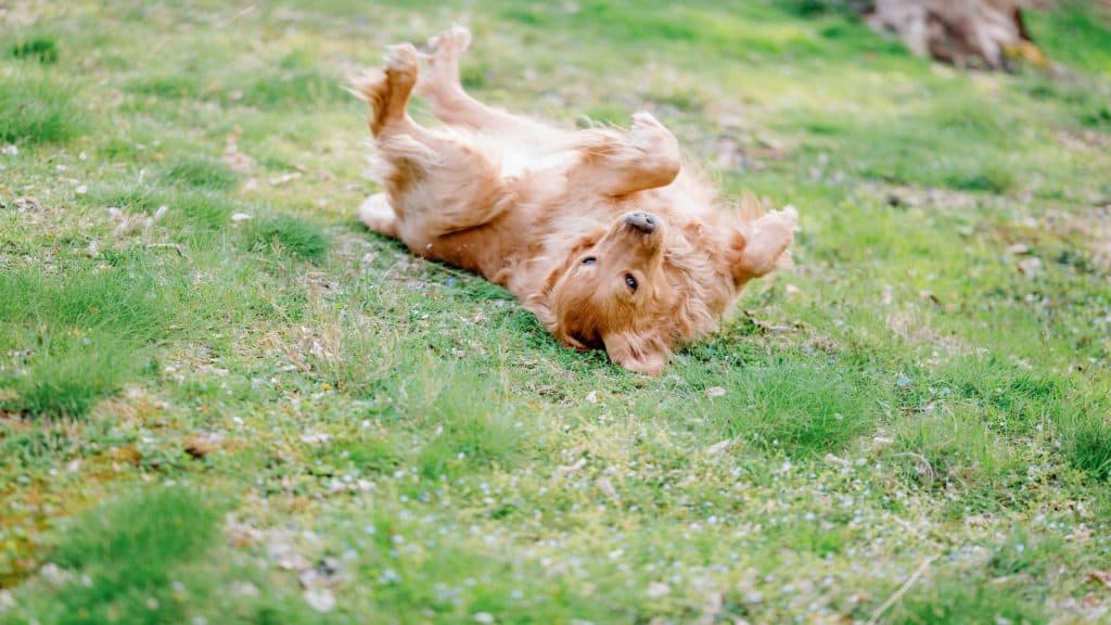 Cachorro Golden Retriever se rolando na grama