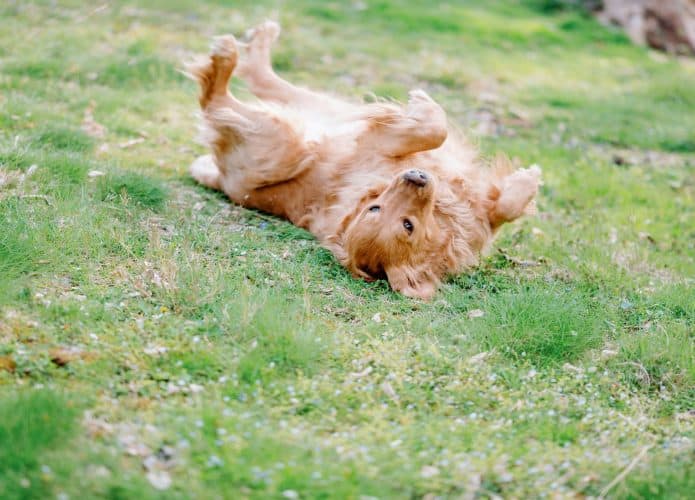 Cachorro Golden Retriever se rolando na grama