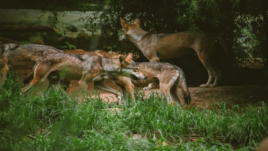 Um bando de lobos cinzentos indianos se movendo pela selva.