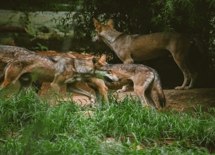 Um bando de lobos cinzentos indianos se movendo pela selva.