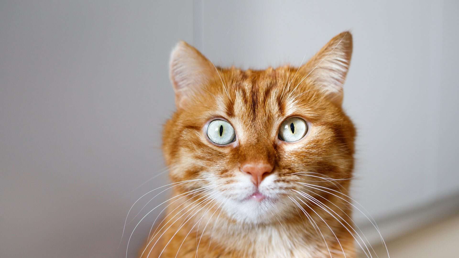 Imagem mostra um gato laranja.