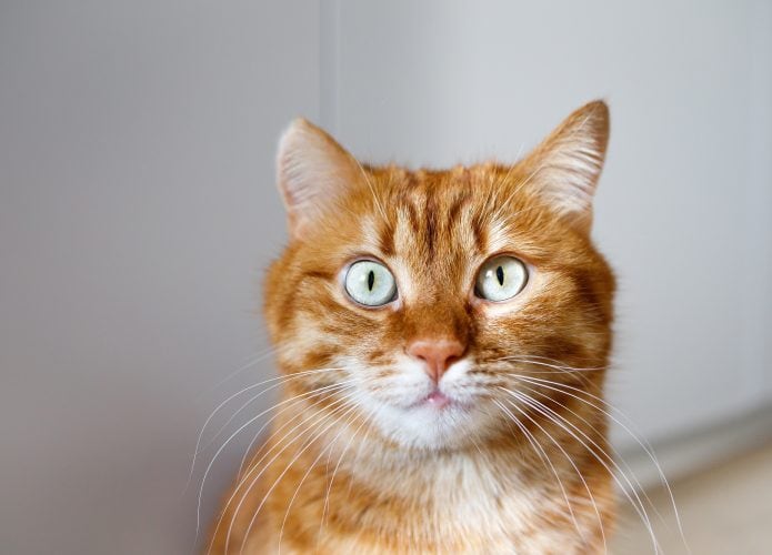 Imagem mostra um gato laranja.