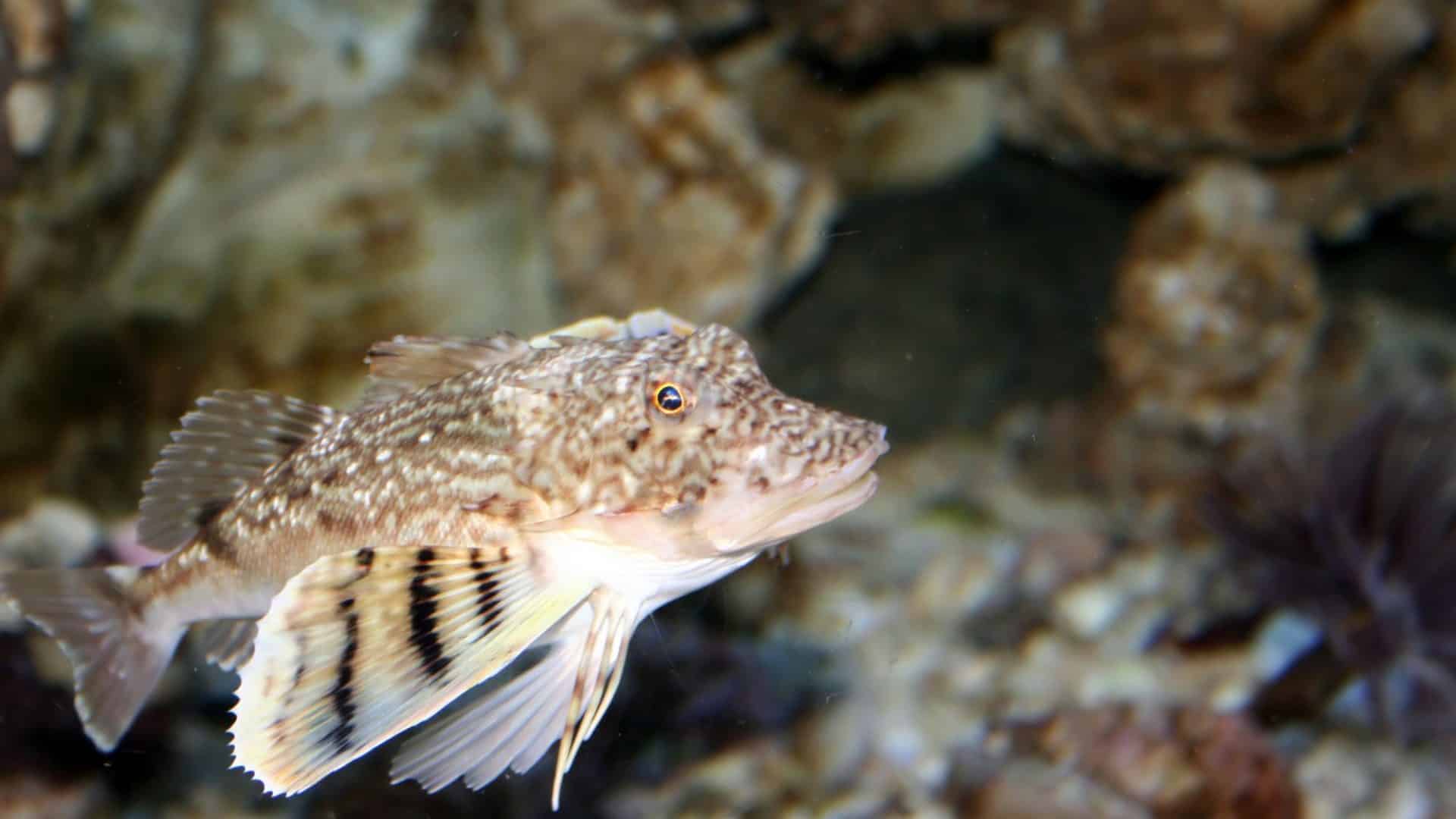 peixe