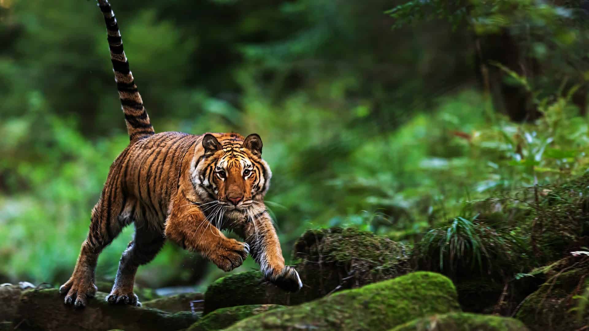 tigre-1-1920x1080