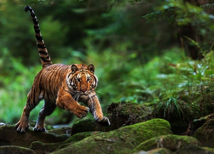 tigre-1-695x500