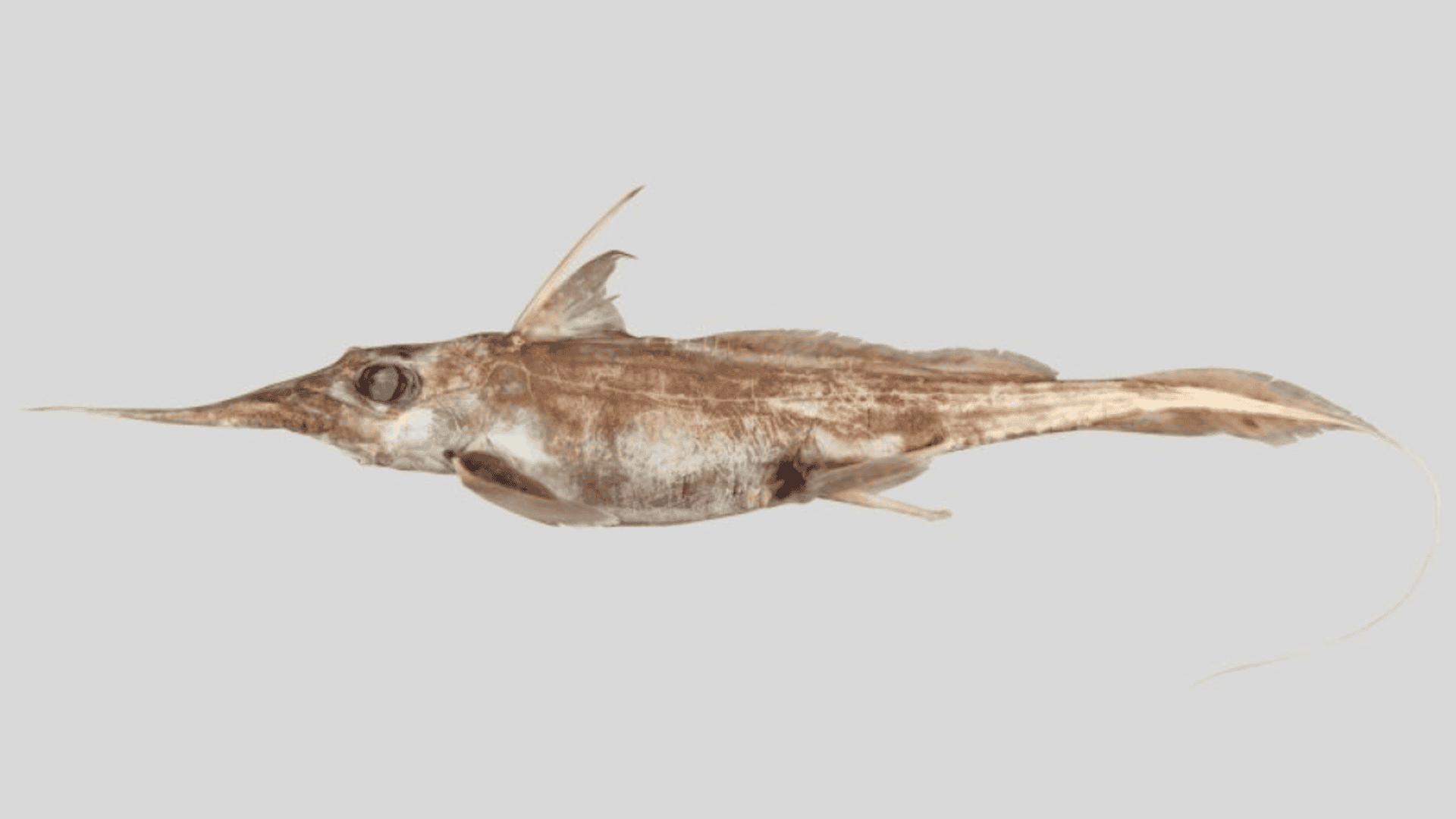 tubarao-fantasma-1-1920x1080.png