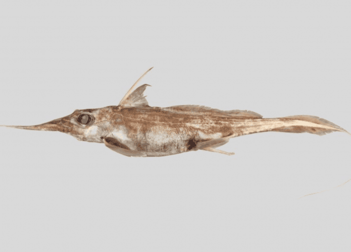 tubarao-fantasma-1-695x500.png