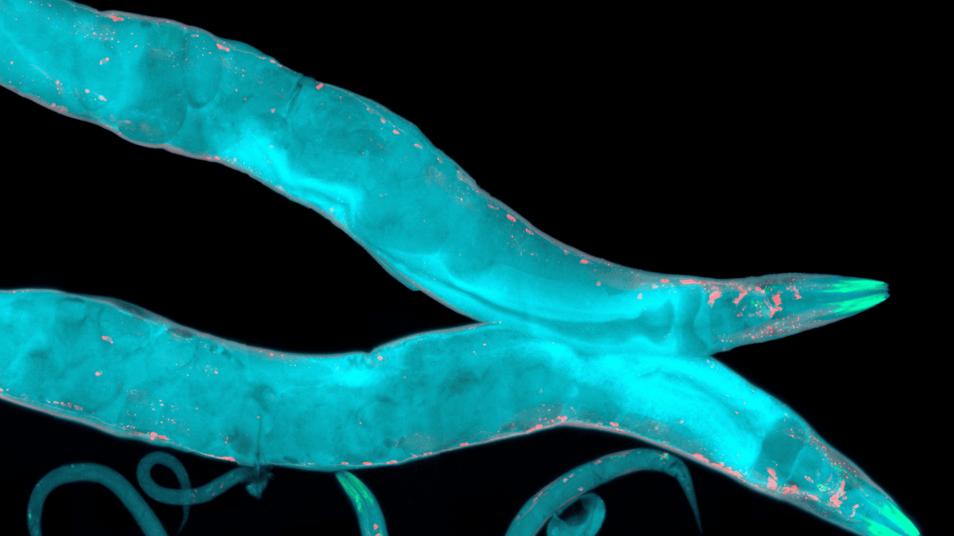 Caenorhabditis-elegans-1920x1080.png