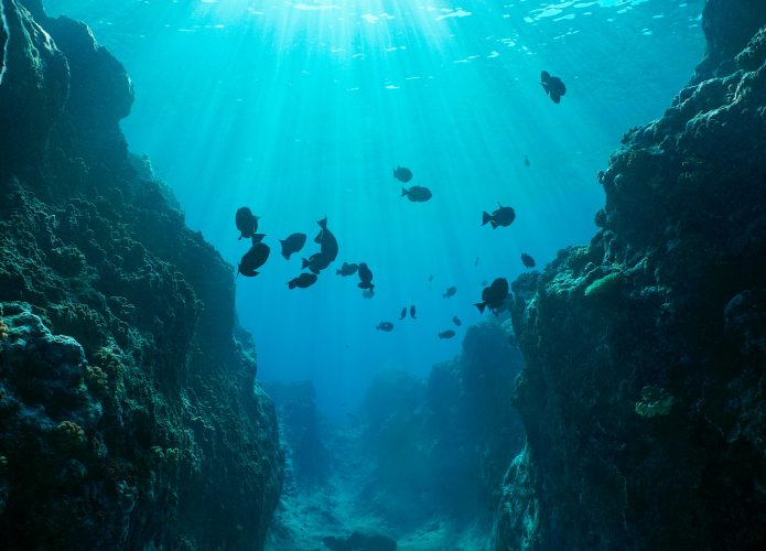 Peixes nadando em desfiladeiro no fundo do oceano Pacífico