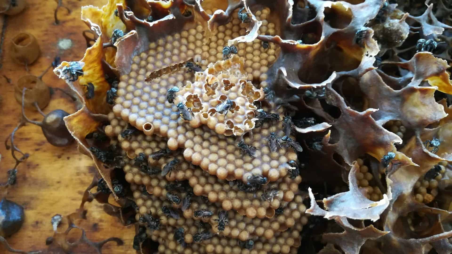 abelhas sem ferrão
