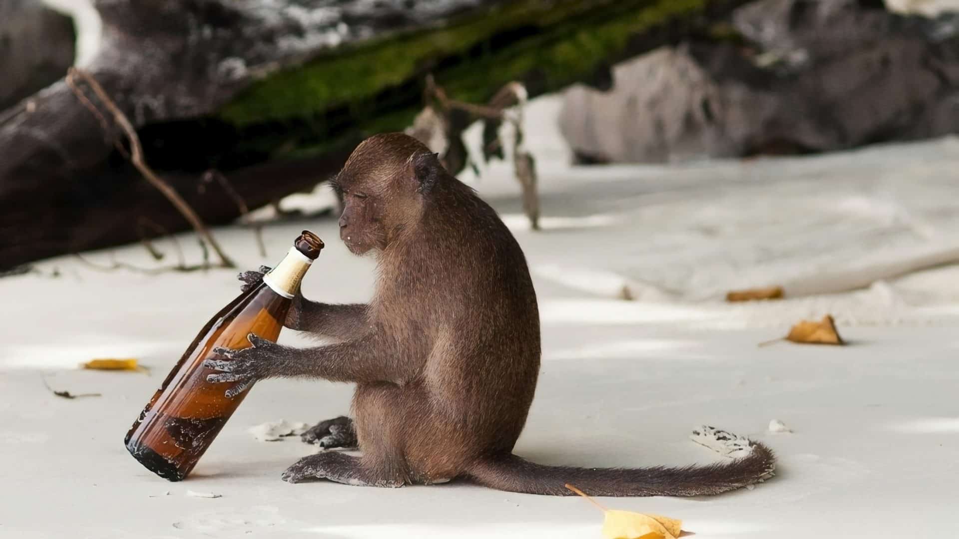 animal-alcool-1-1920x1080