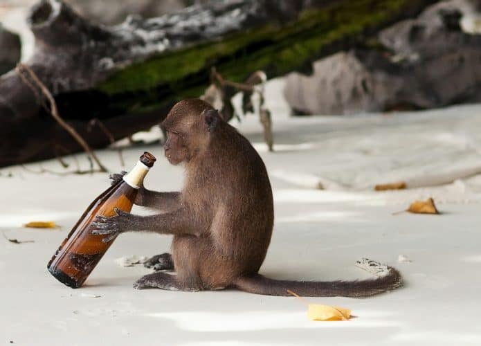 animal-alcool-1-695x500