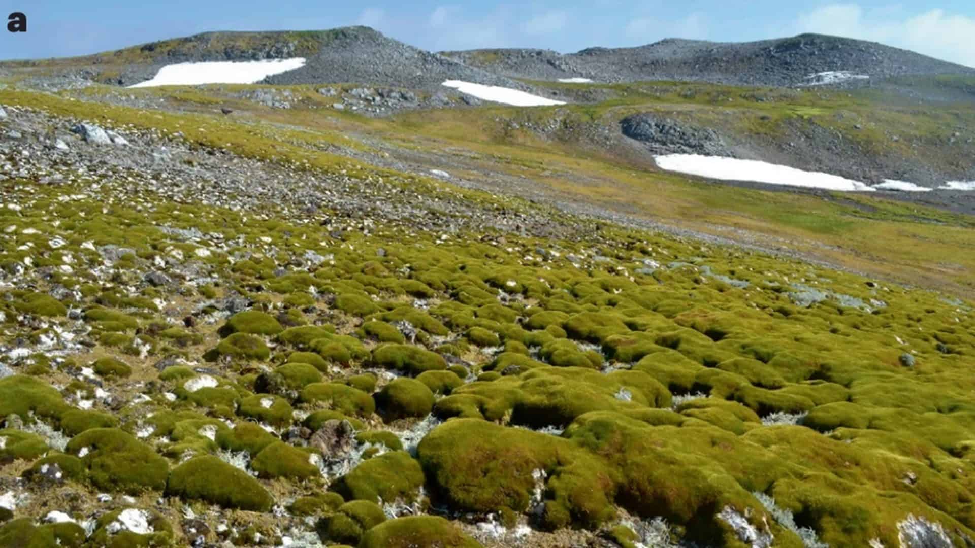 Vegetação verde em contraste com o gelo