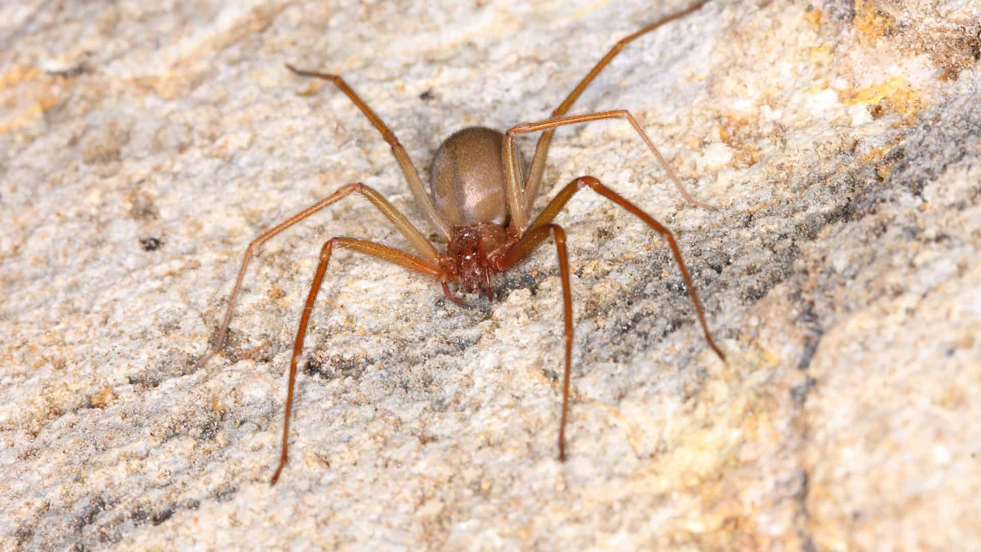 aranhas-1-1920x1080
