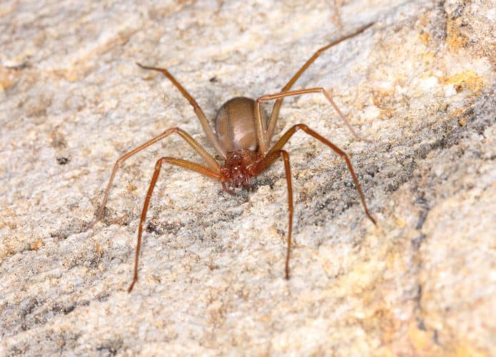 aranhas-1-695x500