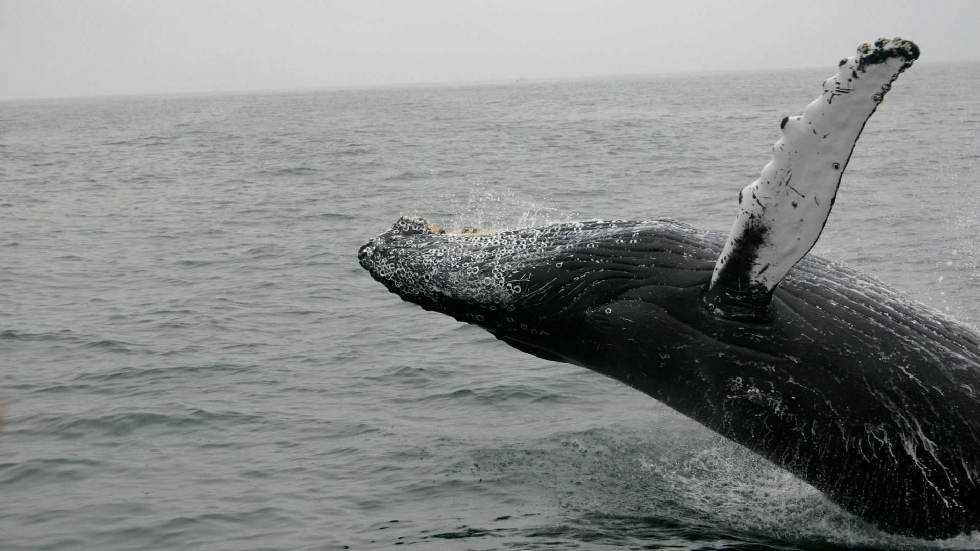 baleia-jubarte-mar-marinho-mamifero-animal-1920x1080