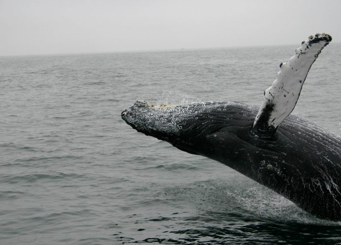 baleia-jubarte-mar-marinho-mamifero-animal-695x500