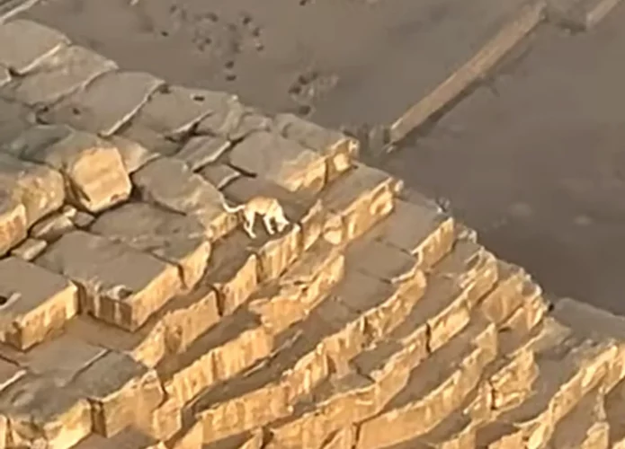 Vídeo de cachorro no topo da Grande Pirâmide de Gizé viraliza