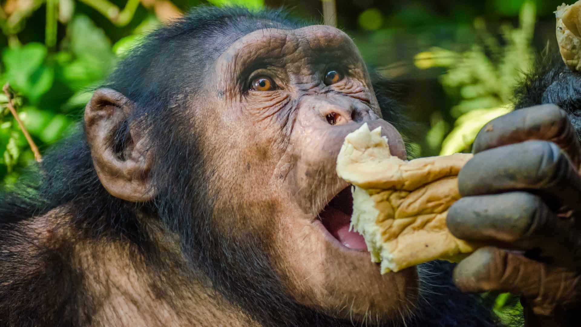 chimpanze-comendo-pao-1920x1080