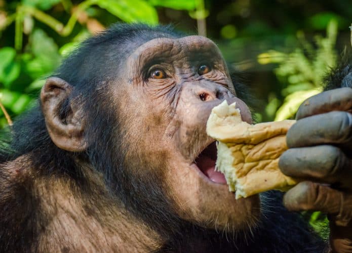 chimpanze-comendo-pao-695x500