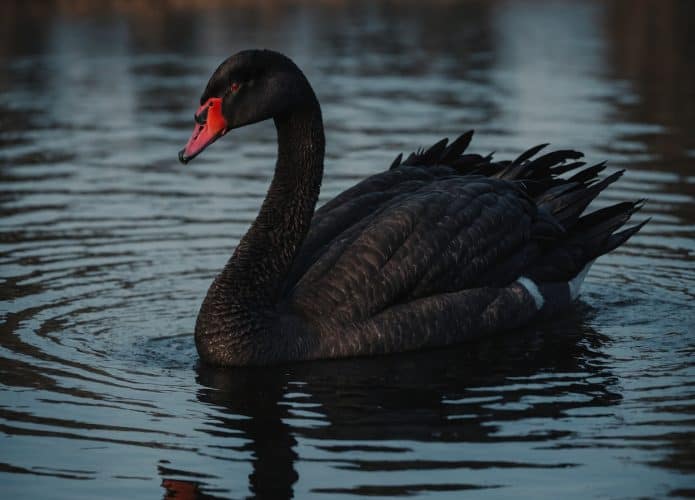 cisne-2-695x500