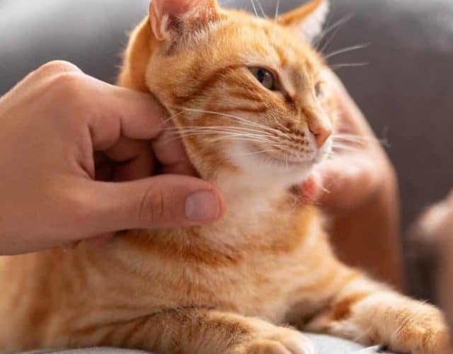 Gato no colo de uma pessoa sendo acariciado