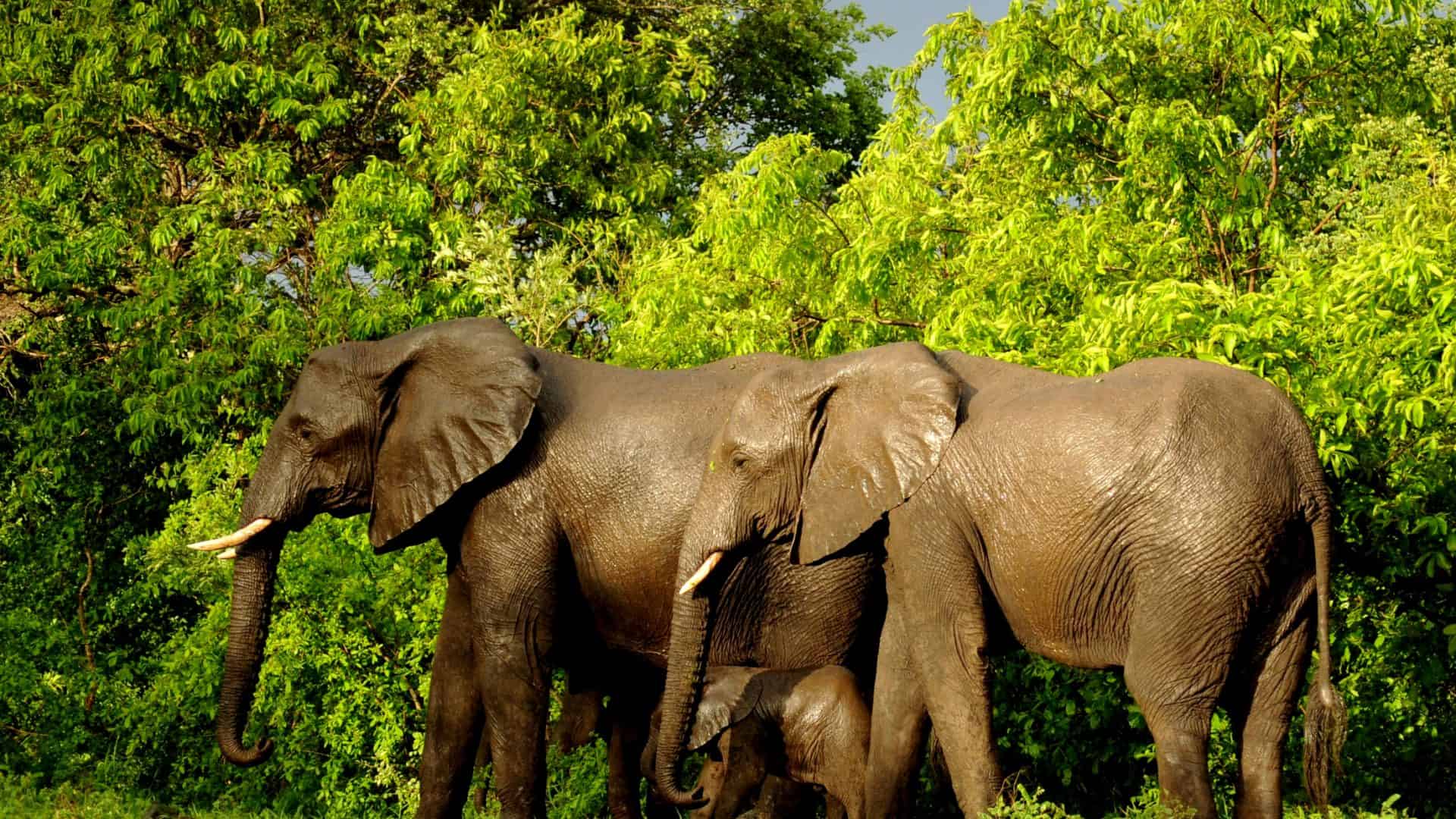 imagem mostra várias elefantes africanos em uma selva