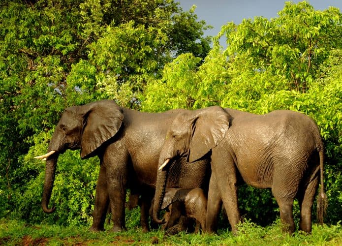 imagem mostra várias elefantes africanos em uma selva