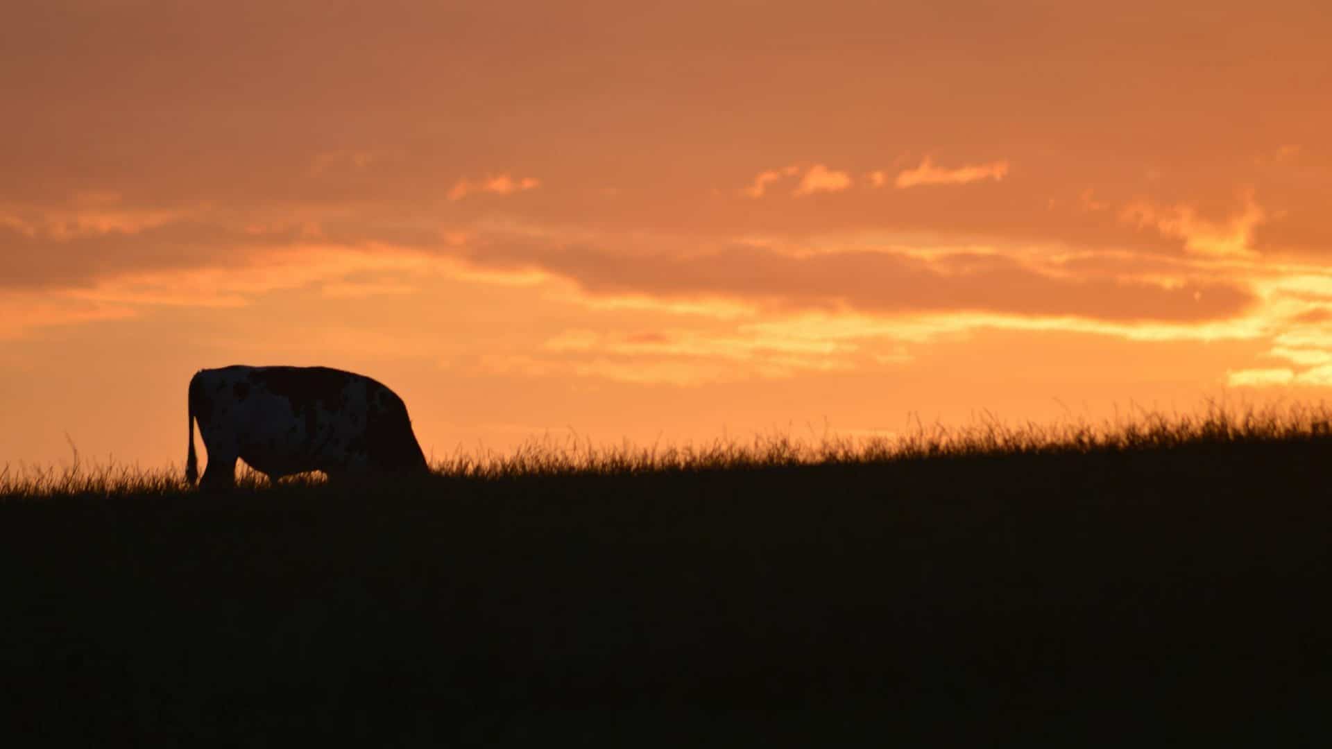 gado-vaca-boi-animal-fazenda-grama-mato-1920x1080