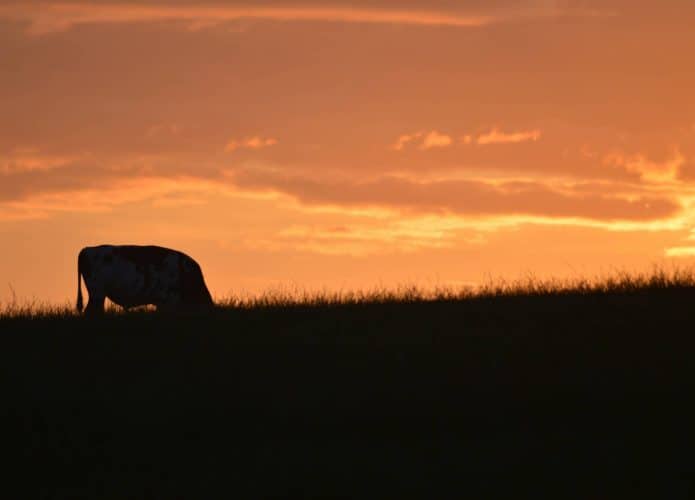 gado-vaca-boi-animal-fazenda-grama-mato-695x500