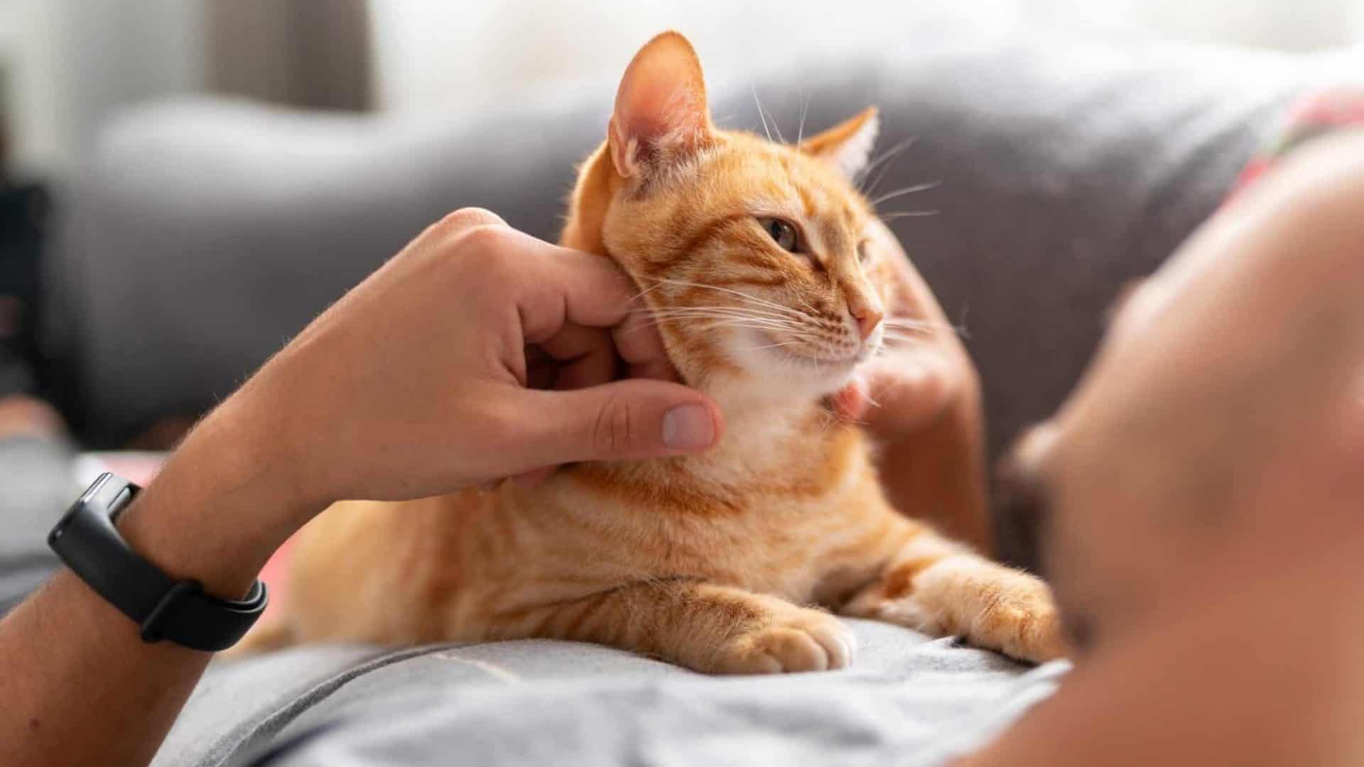 Gato no colo de uma pessoa sendo acariciado