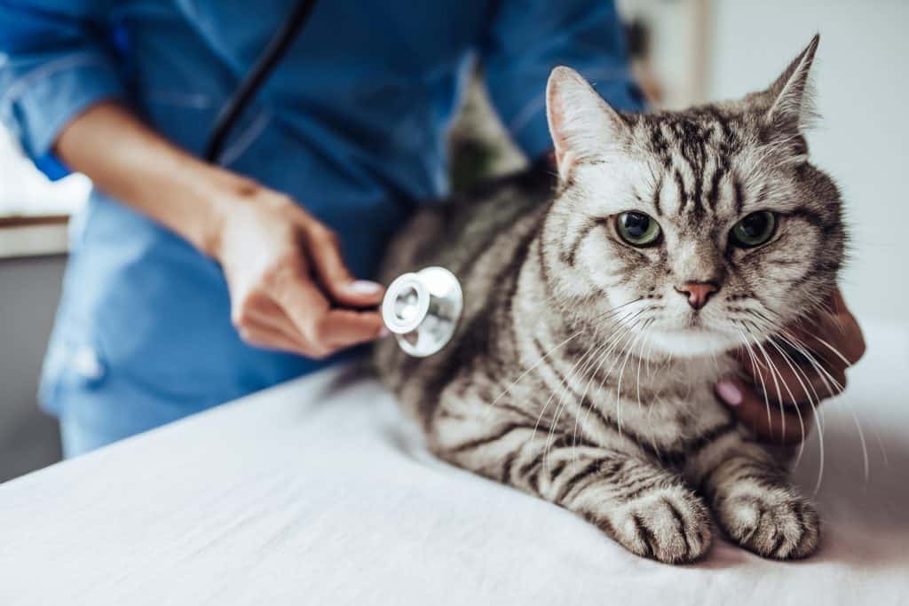 gato no veterinário