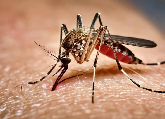 Mosquito Aedes aegypti, que carrega o vírus da dengue