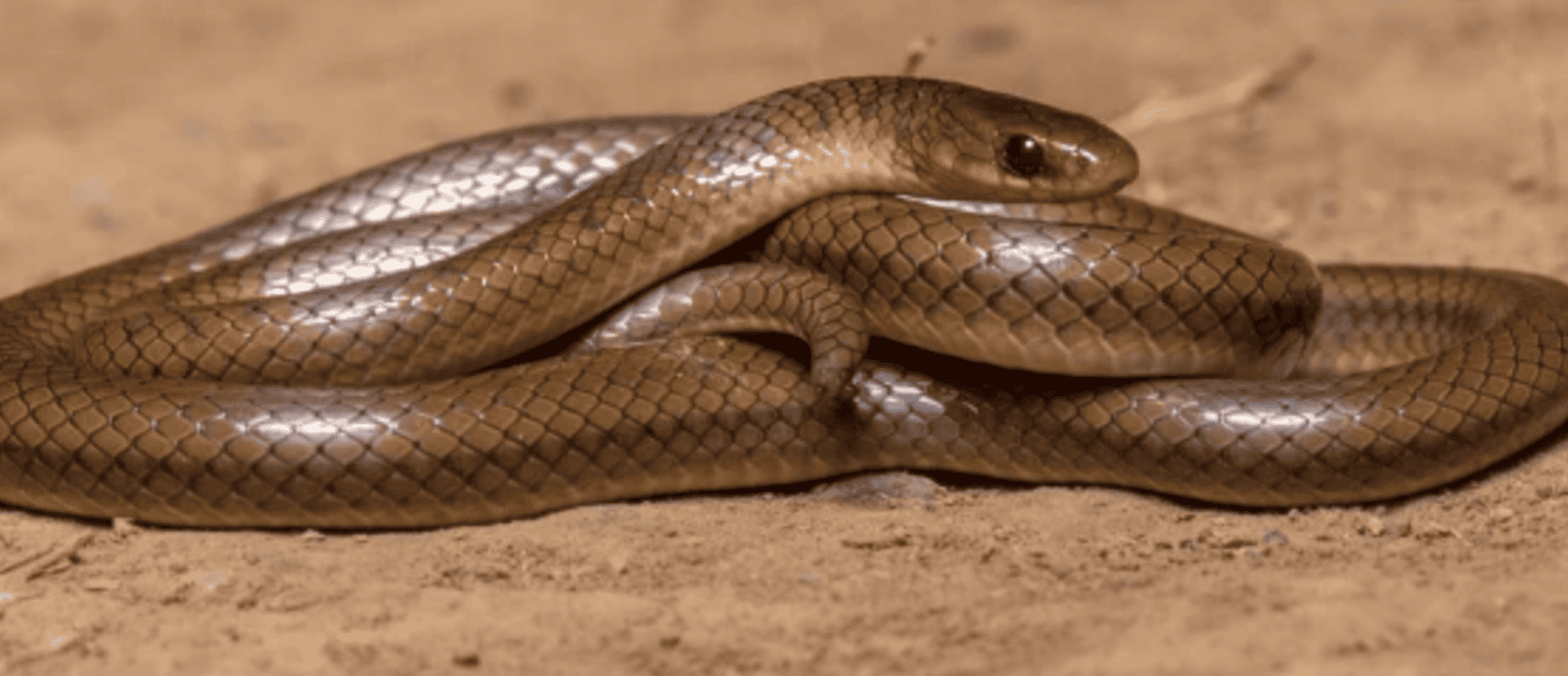 nova-especie-cobra-1-1920x828.png