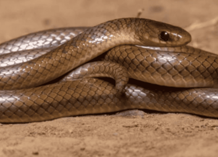 nova-especie-cobra-1-695x500.png