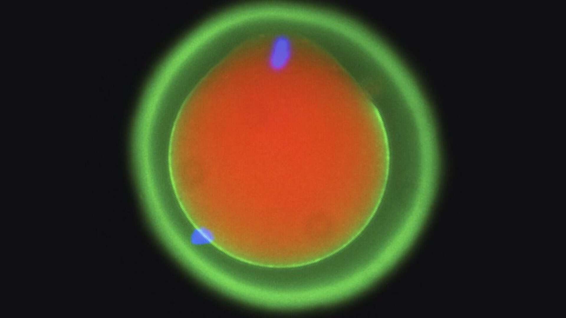 ovulo-e-espermatozoide-1-1920x1080