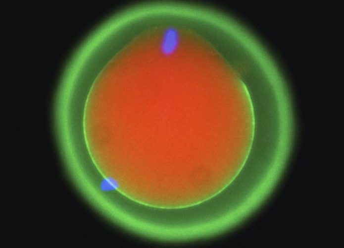 ovulo-e-espermatozoide-1-695x500