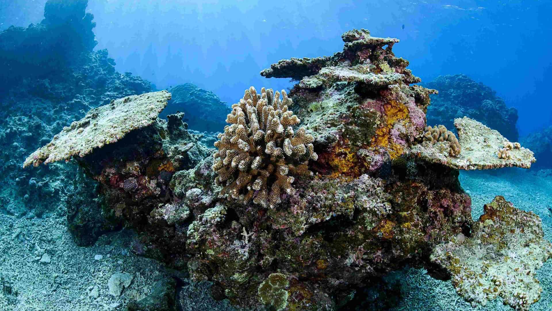 Recifes de corais branqueados e mortos de Ishigaki, Okinawa, Japão, devido ao aumento da temperatura do mar