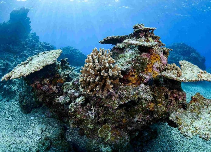 Recifes de corais branqueados e mortos de Ishigaki, Okinawa, Japão, devido ao aumento da temperatura do mar