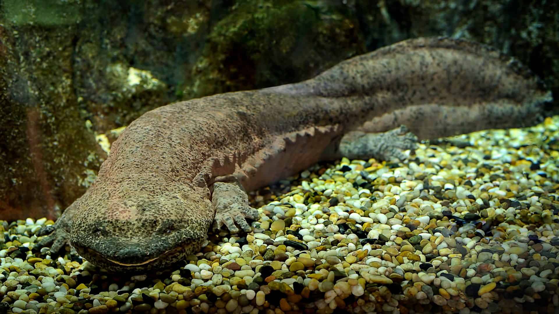 salamandra-gigante-chinesa-1920x1080