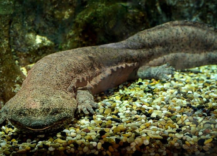 salamandra-gigante-chinesa-695x500