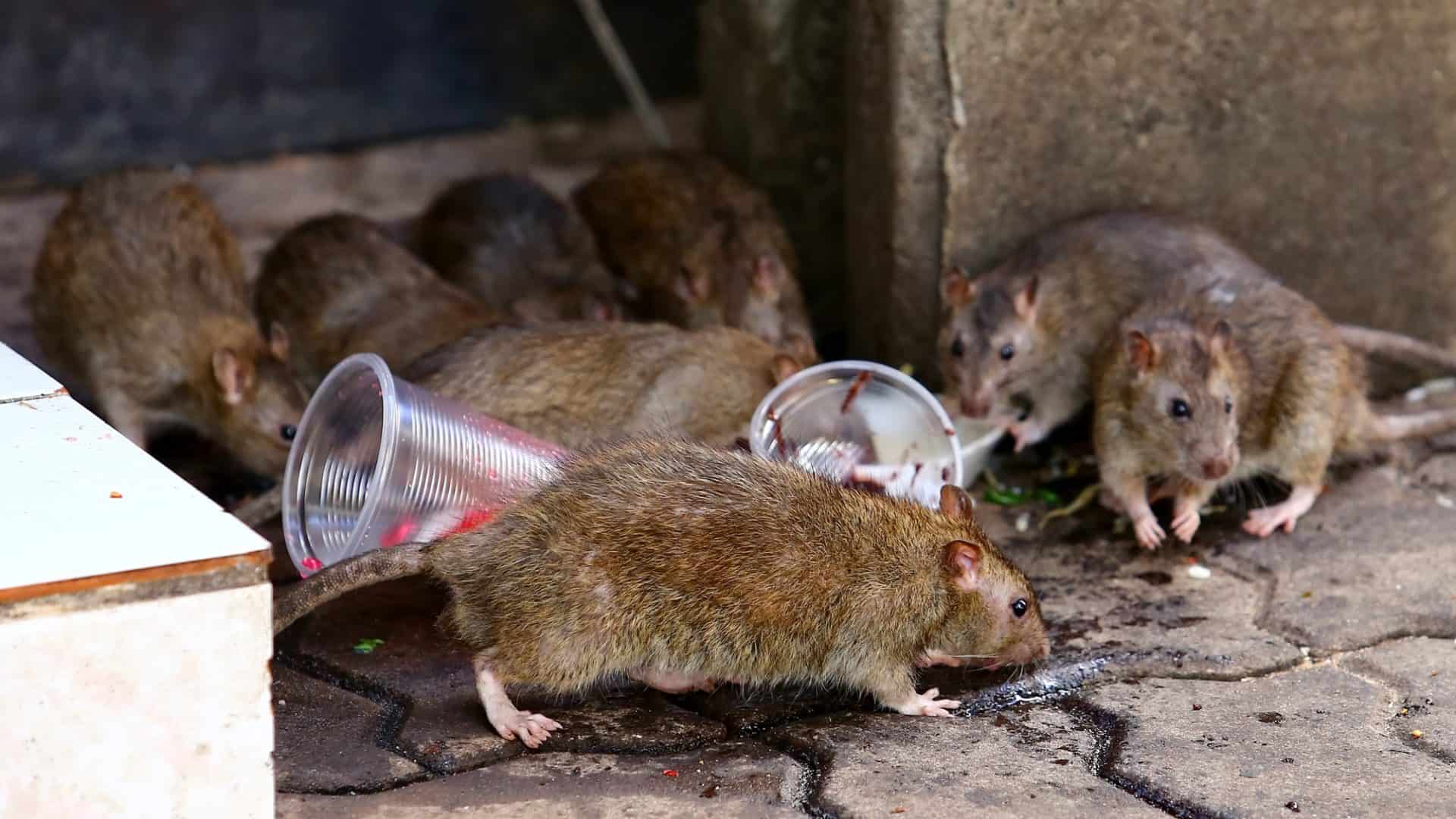 shutterstock_1172587990-1-1920x1080