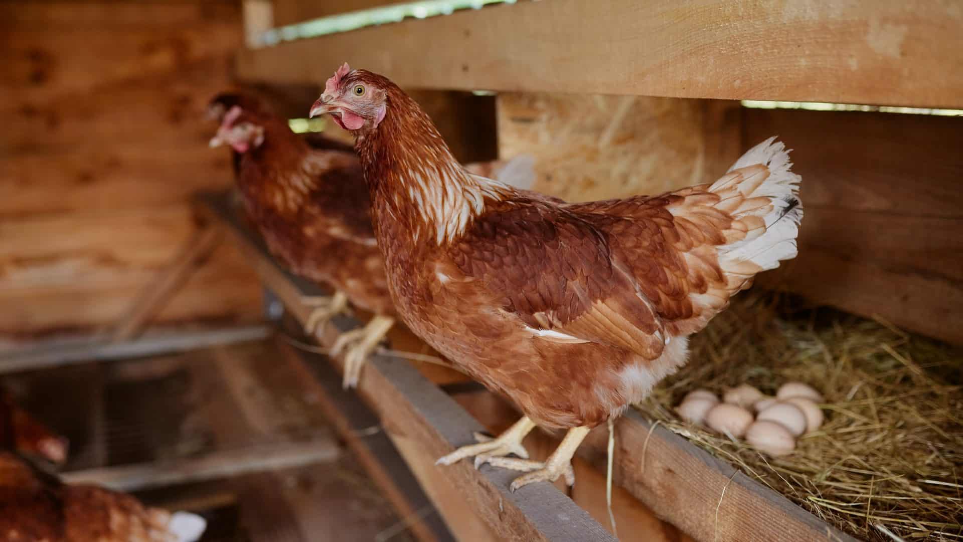 Imagem mostra uma galinha com seus ovos