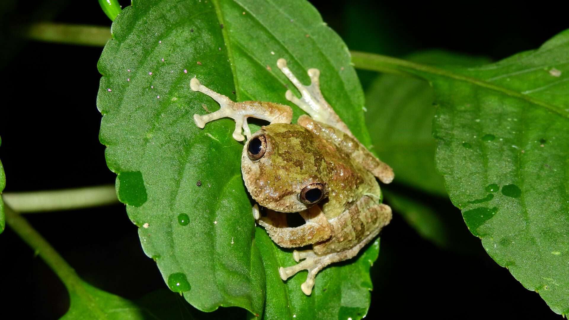 shutterstock_2444568517-1-1920x1080