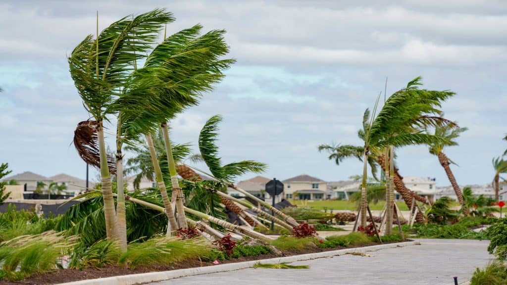 Árvores derrubadas por tornados causados pelo furacão Milton em Palm Beach Gardens, na Flórida
