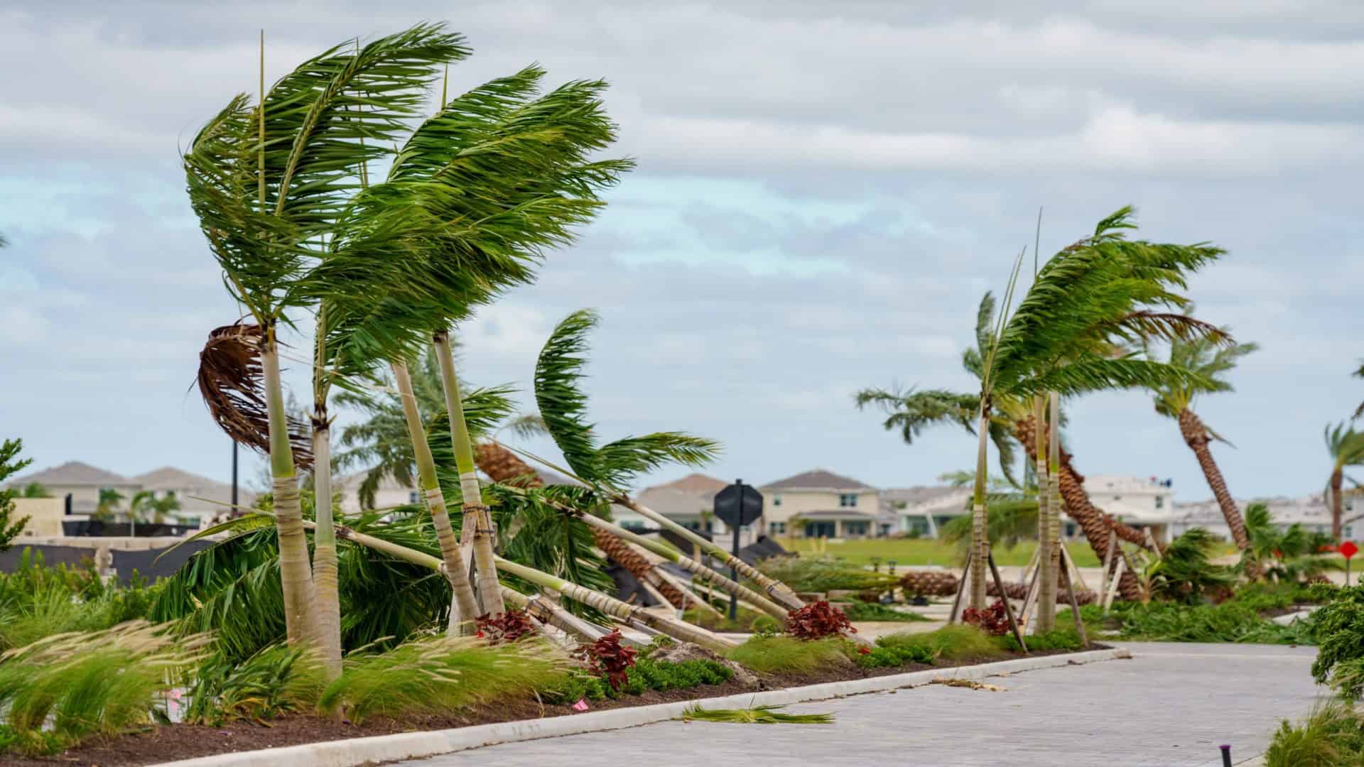 Árvores derrubadas por tornados causados pelo furacão Milton em Palm Beach Gardens, na Flórida