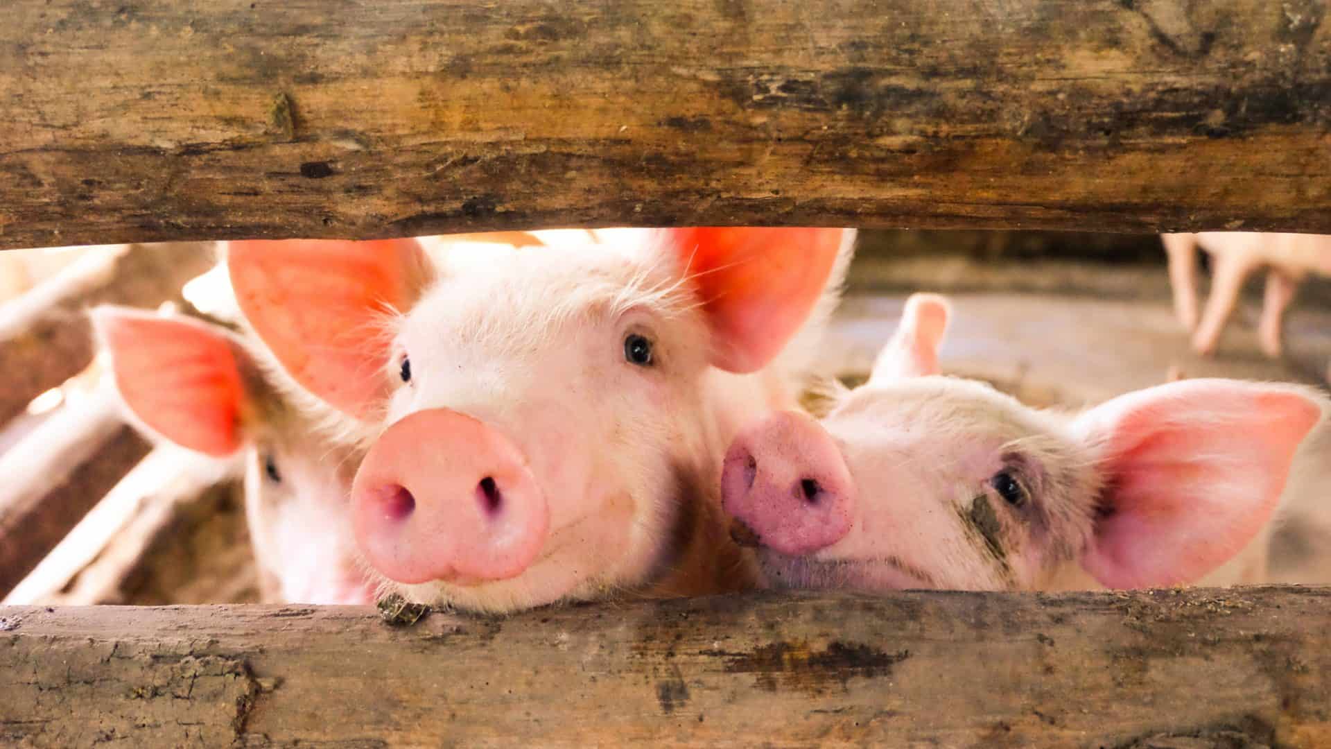 shutterstock_714538813-1-1920x1080