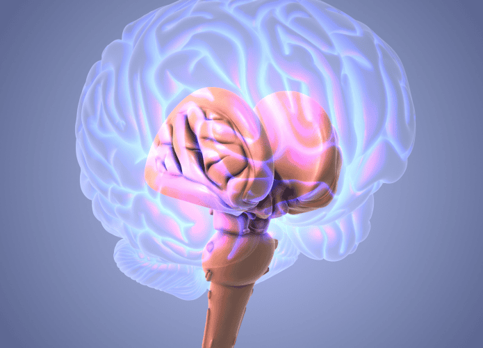 tronco-cerebral-695x500.png